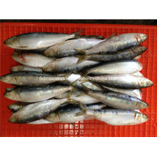 Frozen Seafood Sardine Fish